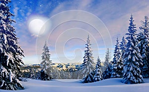 Spruce trees in the winter at full moon photo