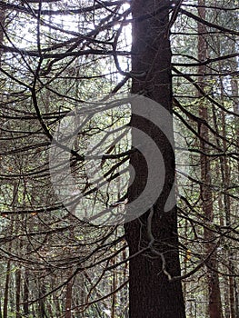 Spruce trunk with dry branches