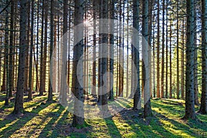 Spruce trunks in backlight in a forest