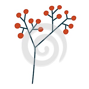 Spruce twig, berries and cones. Winter plants. Christmas foliage twigs branches red berries. Pine, spruce, fir tree branches and