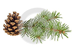Spruce twig with cone isolated on white background. Christmas decoration