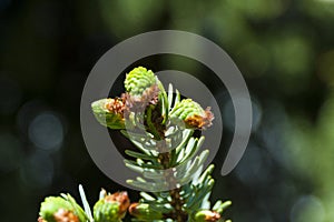 , spruce twig from green background