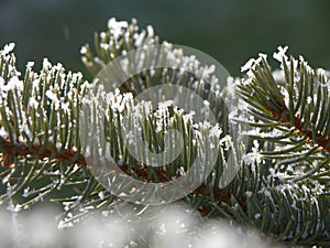 Spruce twigs