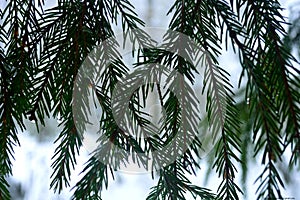 Spruce twigs