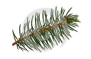 Spruce twigs. Branch of christmas tree isolated on white background without a shadow . Fresh coniferous branches.close-up.