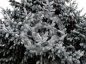 Spruce twigs covered with hoarfrost