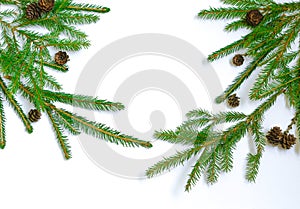 Spruce twigs on a white background. Beautiful branches with needles and cones on the left and right.