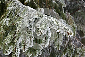 Spruce in winter landscape with snowy branches