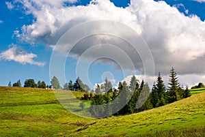 Spruce woodlot on a grassy hillside