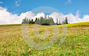 Spruce woodlot on top of a hill