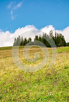 Spruce woodlot on top of a hill