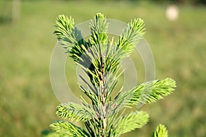 Spruce young plant in the garden.