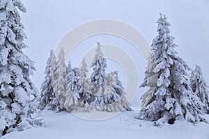 Spruces covered with snow on mountain foggy slope
