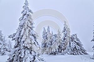 Spruces covered with snow on mountain foggy slope