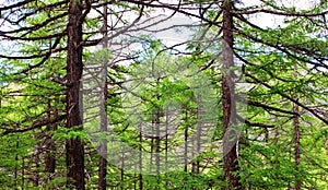 Spruces forest
