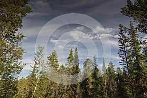 Spruces and pine trees in Swedish Lapland