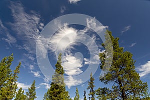 Spruces and pines in Swedish Lapland