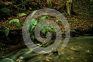 Spruit in forest. Long exposure. photo