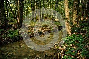 Spruit in forest. Long exposure. photo