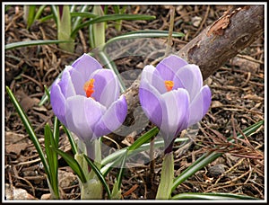 Sprung spring violets on the edge of a forest