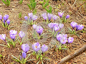 Sprung spring violets on the edge of a forest photo