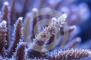 Sps hard corals with tentacles