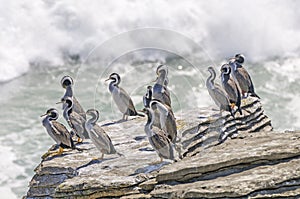 Sptted Shags on a coastal Rock