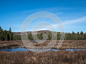 Spuce Bog Boardwalk