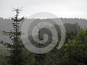 Spuce tree forest in the rain