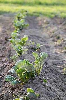 Spud to increase harvest