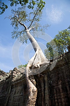 Spung tree at Preah Khan temple, Angkor