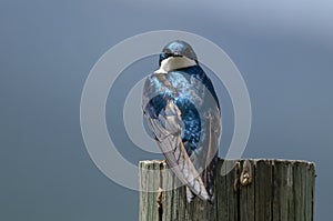 Spunky Tree Swallow Making Direct Eye Contact While Perched atop a Weathered Wooden Post photo