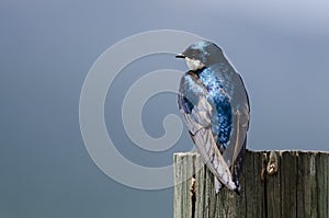 Spunky Little Tree Swallow Perched atop a Weathered Wooden Post