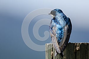 Spunky Little Tree Swallow Perched atop a Weathered Wooden Post photo