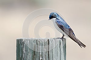Spunky Little Tree Swallow Perched atop a Weathered Wooden Post photo