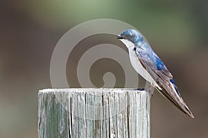 Spunky Little Tree Swallow Singing While Perched atop a Weathered Wooden Post photo
