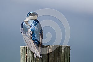 Spunky Tree Swallow Perched atop a Weathered Wooden Post