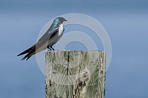 Spunky Little Tree Swallow Perched on top of a Wooden Post photo
