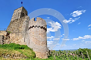 Spur castle ruin called Wachtenburg in city Wachenheim,in Rhineland-Palatinate