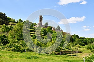 Spur castle ruin called Wachtenburg with vineyard in Wachenheim city in Rhineland-Palatinate