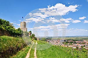 Spur castle ruin called Wachtenburg in Wachenheim city in Rhineland-Palatinate, Germany