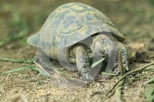 Spur-thighed tortoise