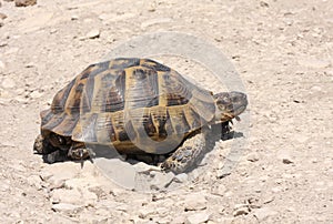 Spur-thighed tortoise