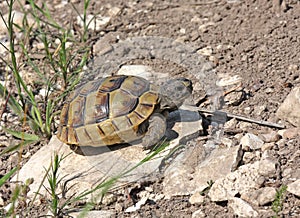 Spur-thighed Tortoise