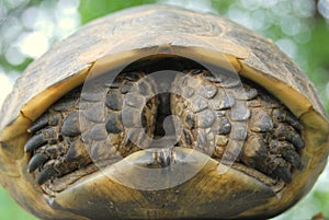 Spur-thighed tortoise