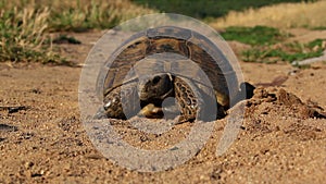 Spur-thighed tortoise