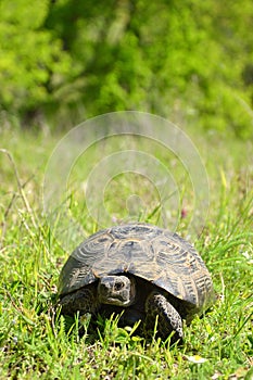 Spur-thighed tortoise