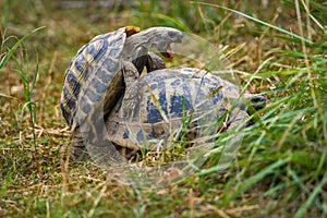 spur-thighed tortoise breeds with another