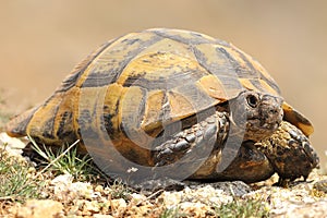 Spur-thighed tortoise closeup