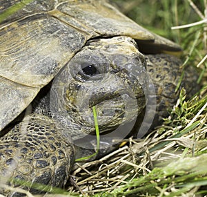 Spur-Thighed tortoise or Greek tortoise close-up (Testudo graeca ibera)